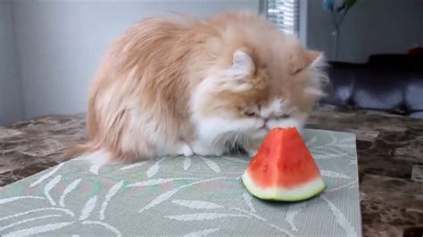 Cats Eating Watermelon Funny Cats Compilation 2 Youtube