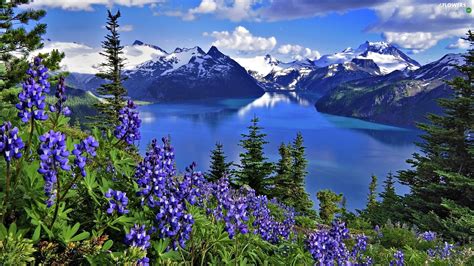 Mountains Flowers Lupin Lake Flowers Wallpapers