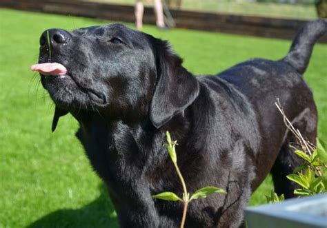 13 Reasons Why Labradors Are The Most Dangerous Pets The