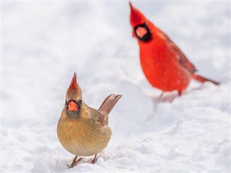 How Cardinals Survive Winter And Ways You Can Help On The Feeder