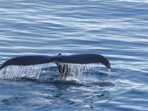 Free Images Sea Humpback Whale Vertebrate Antarctica Antartica