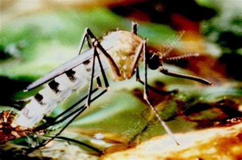 Nun hat sich ein team aus französischen, schweizerischen und deutschen forschenden zusammengeschlossen, um den weiteren vormarsch des kleinen tieres unter kontrolle zu bringen. Die asiatische Tigermücke: Einzug in den Mückenatlas ...