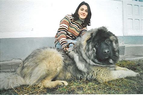 Russian Orvachaka Sheepdog Caucasian Shepherd Dog Caucasian Mountain