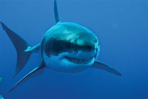 Tiburón Blanco El Incomprendido Rey De Los Mares El Siglo De Torreón