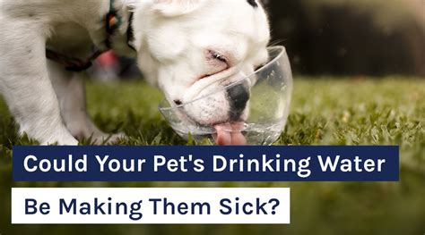 Could Your Pets Drinking Water Be Making Them Sick