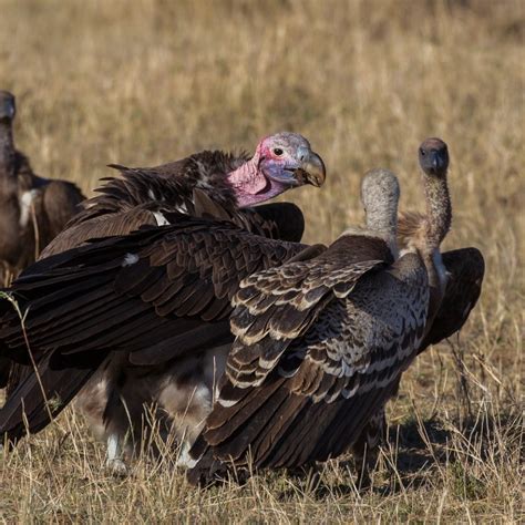 5 Interesting Facts About The Vultures Vulture Facts