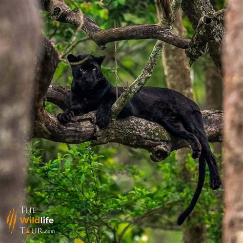 Black Panther Destinations In India The Wildlife Tour