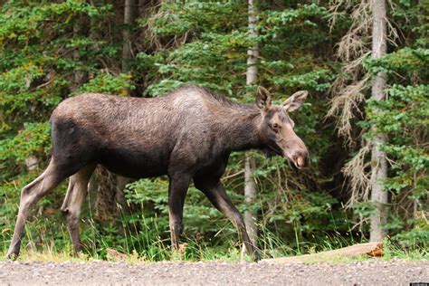 The Moose Sex Project Conservation Group Wants Love Corridor For Moose In The Maritimes