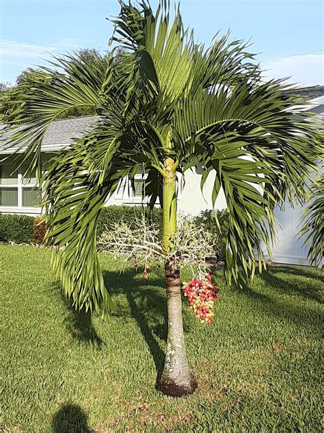 Madsnapper Christmas Palm On Nature Friday