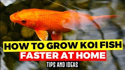 How To Grow Koi Fish Faster At Home