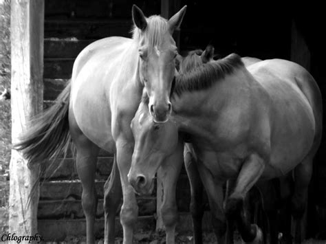 Horses Love By Totgeliebt1d On Deviantart