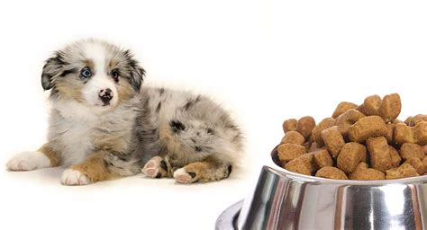 On the other hand, some of the foods people eat. What Human Foods Can Dogs Eat? - Australian Shepherds