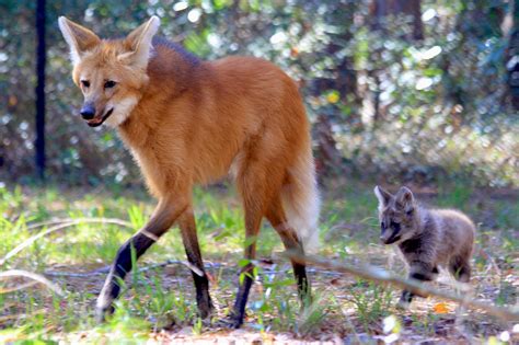 The Maned Wolf Wallpapers High Quality Download Free