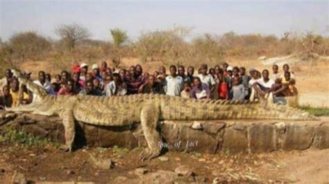 30 Ft Crocodile Caught