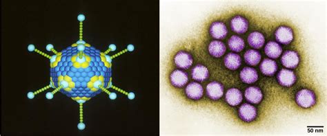 Viral Evolution Morphology And Classification · Biology