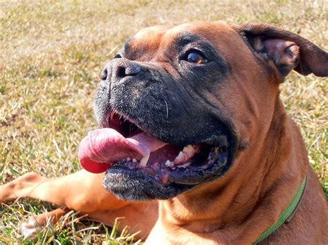 Raza Bóxer Temperamento Cuidados E Historia Perros Boxer Perro