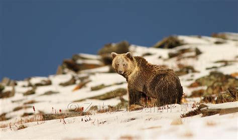 Himalayan Brown Bear Brown Bear Bear Wildlife Protection