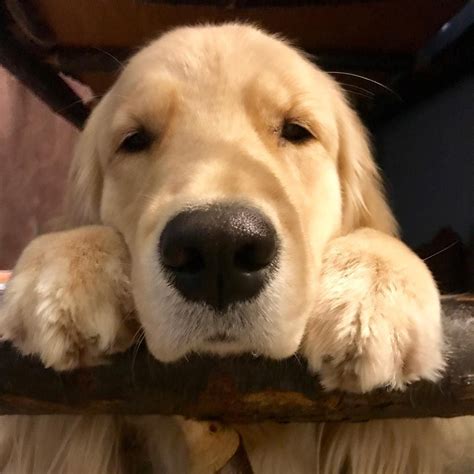 Harley The Golden🐾 On Instagram Just Thinking About My Weekend Plans