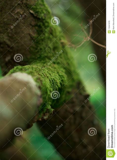 Moss Wraps Around The Branch Stock Photo Image Of Green Branch