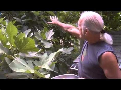 The timing will depend on the variety as. Tips for taking care of your Fig tree - YouTube
