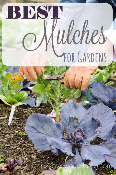 After all, we all know that the seeds will not germinate in a soil that is buried in mulch. Marvelous Mulch: How Vegetable Garden Mulch Can Help You!