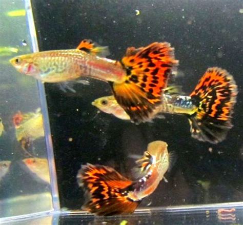 Red Snakeskin Male Guppy Trins Tropical Fish