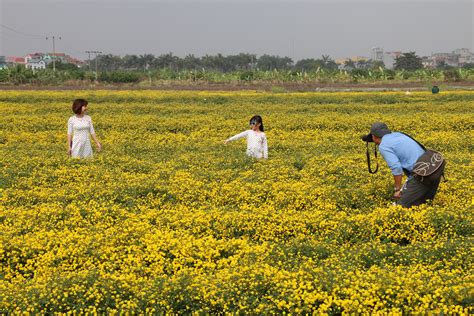 Ngắm Cánh đồng Hoa Cúc Chi Tuyệt đẹp ở Hưng Yên Báo Dân Trí