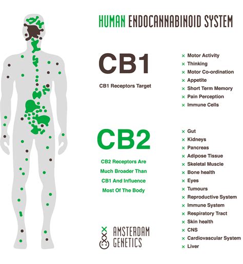 Cbd Benefits The Endocannabinoid System And Appetite Amsterdam Genetics