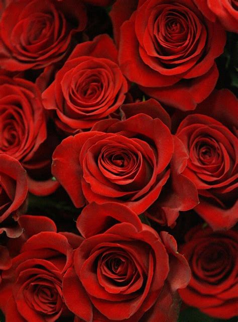 Valentines Day Flowers Hd Wallpapers 1080px Hq Pictures