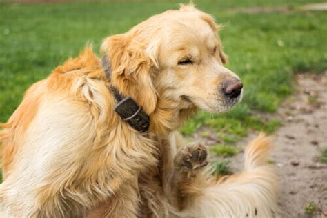Cosa fare se il vostro cane ha prurito? - I miei animali