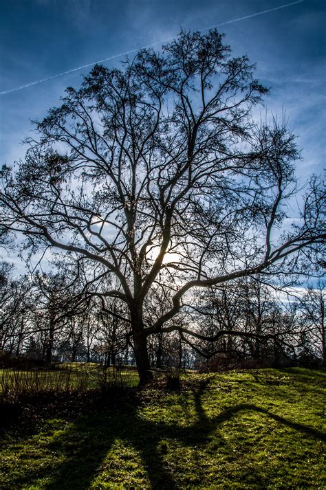 Free Images Landscape Tree Nature Grass Branch Blossom Light