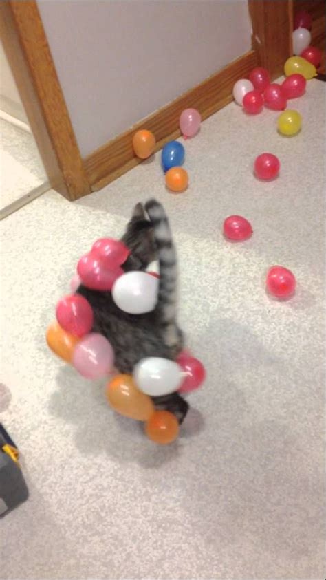 Static balloon cat | Static electricity, Cat balloons ...