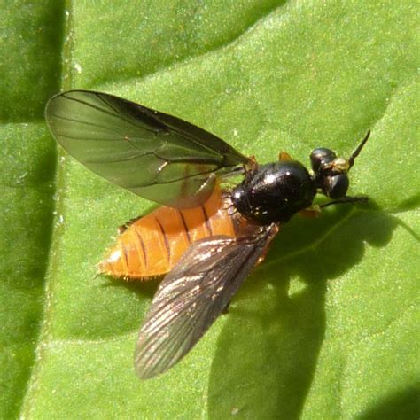 It is often flown together with the national flag and with the torres strait islander flag, which is also an officially proclaimed flag. Scarce Orange Legionnaire | NatureSpot
