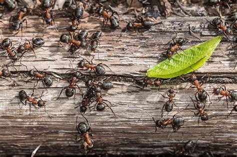 Was hilft wirklich andauernd und effektiv: Was hilft gegen Ameisen im Haus? Tipps & Hausmittel ...