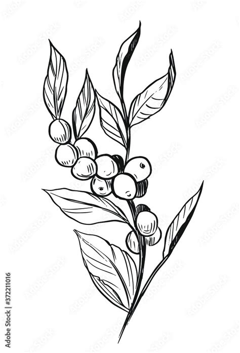 Coffee Plant Branch With Coffee Beans Hand Drawn Sketch Illustration