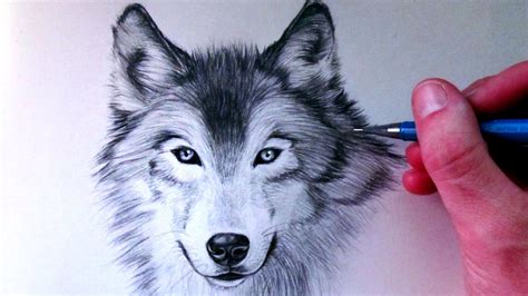 Https://tommynaija.com/draw/how To Draw A Beautiful Wolf