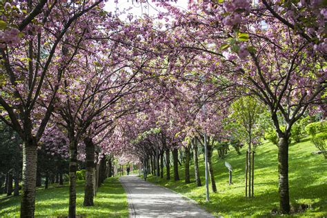 Filesakura Tree Blossom Turkey Ankara Dikmen Vâdisi Spring 2015