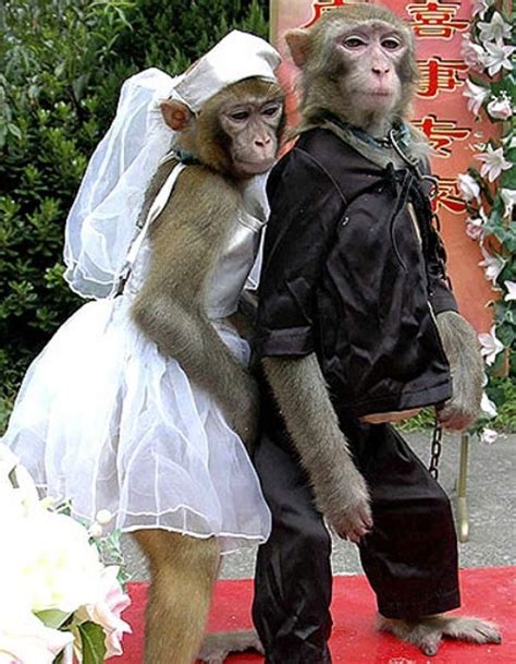 12 Most Ridiculous Animal Weddings Yourtango