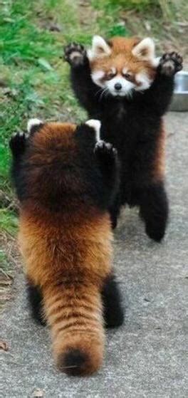 Red pandas play fighting - 9GAG