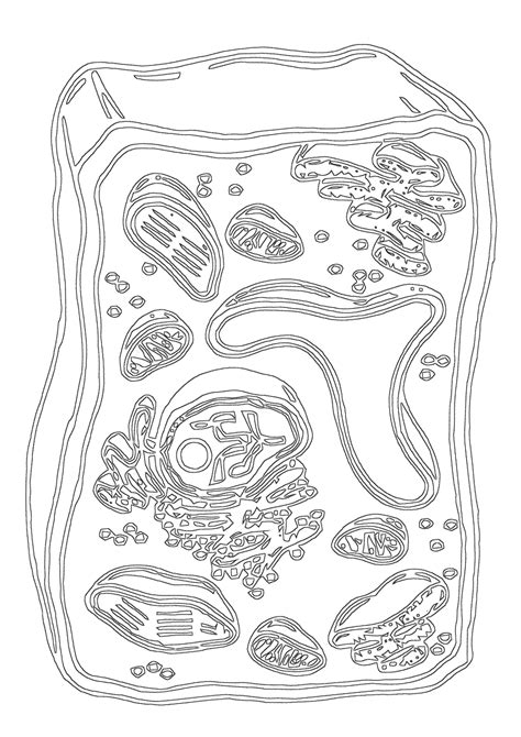 Cell Organelles Coloring Coloring Pages