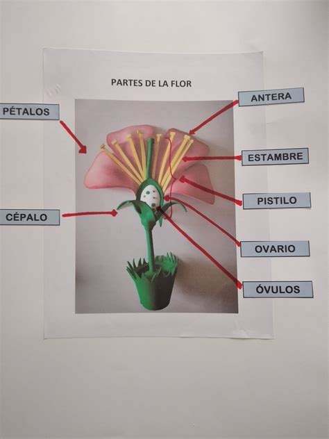 Una forma fácil de enseñar las partes básicas de una flor a niños de