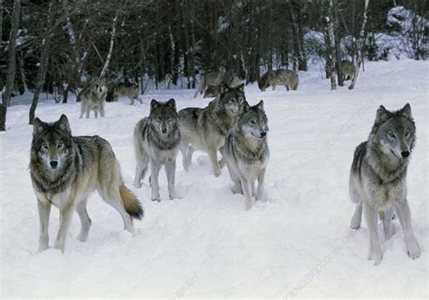 Pictures Of Gray Wolves