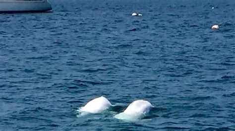 Beluga Whales Now Spotted In Long Island Sound
