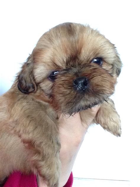Estas camas para perros pequeños destacan por sus diseños y calidad. Perros Shih Tzu en Chile, Venta de perros Shih Tzu en ...