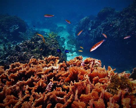 La Cobertura De Los Arrecifes De Coral La Biodiversidad Y Las Capturas