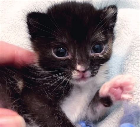 Kitten With Cleft Palate No One Knew Would Survive Her First Night