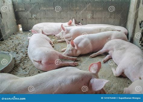 All Pigs Sleep On The Farm Stock Photo Image Of Light Pink 141076448