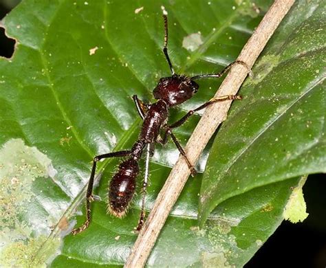 Bullet Ant Paraponera Clavata Tambopata Peru Photo Cr Flickr