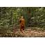 The Thai Forest Tradition Of Buddhist Monks