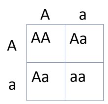 Make a punnet square to show a cross between a homozygous dominant trait and a heterozygous trait. Punnett square - Wikipedia